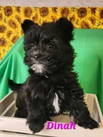 Dinah, a female Bichon Frise and Yorkshire Terrier for sale in Sheridan, MI – Photo 5 of 6