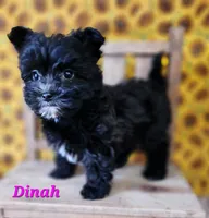 Dinah, a female Bichon Frise and Yorkshire Terrier for sale in Sheridan, MI – Photo 1 of 6