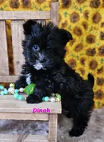 Dinah, a female Bichon Frise and Yorkshire Terrier for sale in Sheridan, MI – Photo 6 of 6
