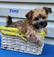 Tony, a male Bichon Frise and Yorkshire Terrier for sale in Sheridan, MI – 5 of 5