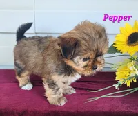 Pepper, a female Shorkie for sale in Sheridan, MI – 5 of 8