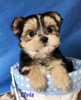 Elvis, a male Morkie for sale in Sheridan, MI – 2 of 9