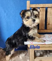 Elvis, a male Morkie for sale in Sheridan, MI – 3 of 9