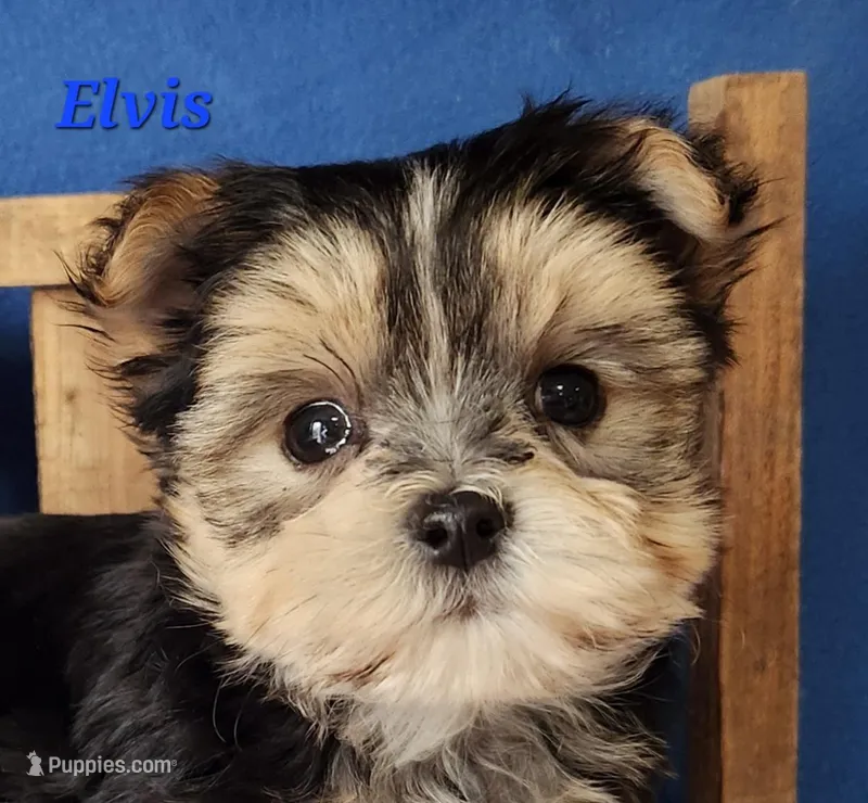 Elvis – Morkie puppy for sale in Sheridan, MI