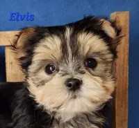 Elvis, a male Morkie for sale in Sheridan, MI – 1 of 9