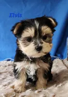 Elvis, a male Morkie for sale in Sheridan, MI – 6 of 9