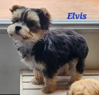 Elvis, a male Morkie for sale in Sheridan, MI – 5 of 9