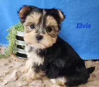 Elvis, a male Morkie for sale in Sheridan, MI – 7 of 9