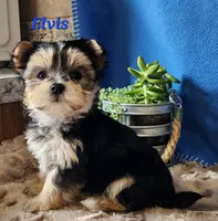 Elvis, a male Morkie for sale in Sheridan, MI – 8 of 9