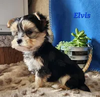 Elvis, a male Morkie for sale in Sheridan, MI – 9 of 9