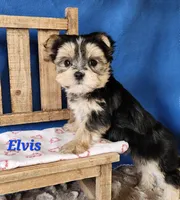 Elvis, a male Morkie for sale in Sheridan, MI – 4 of 9