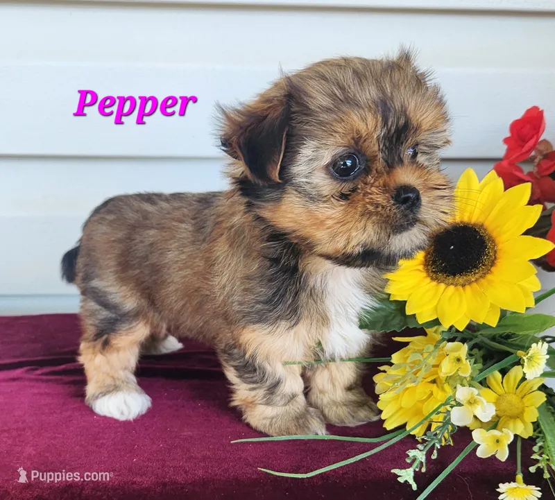 Pepper – Shorkie puppy for sale in Sheridan, MI