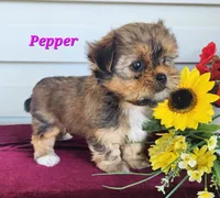 Pepper, a female Shorkie for sale in Sheridan, MI – 1 of 8