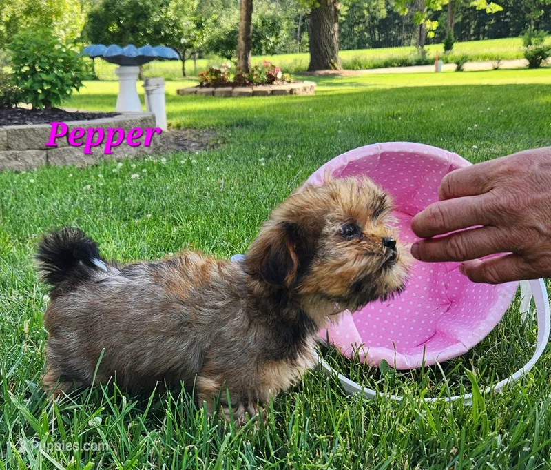 Pepper – Shorkie puppy for sale in Sheridan, MI