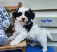 Sailor, a male Bichon Frise and Yorkshire Terrier for sale in Sheridan, MI – 5 of 5