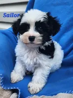 Sailor, a male Bichon Frise and Yorkshire Terrier for sale in Sheridan, MI – 2 of 5