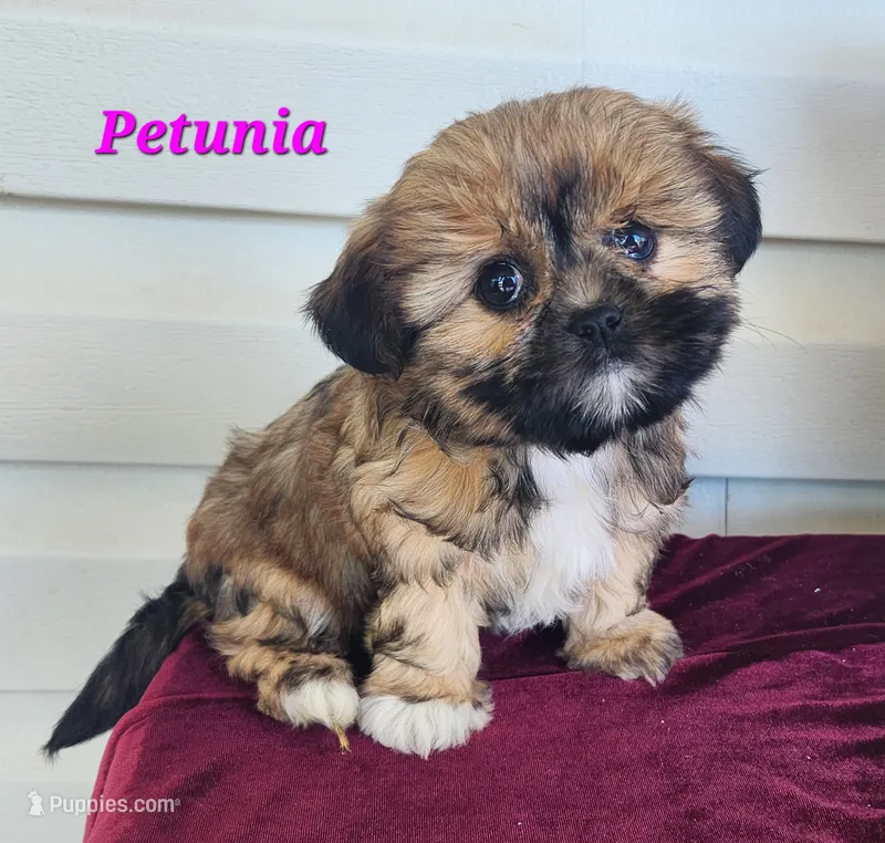 Petunia – Shorkie puppy for sale in Sheridan, MI