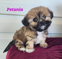 Petunia, a female Shorkie for sale in Sheridan, MI – 2 of 10