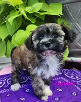 Twinkle, a female Bichon Frise and Yorkshire Terrier for sale in Sheridan, MI – 5 of 6