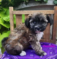 Twinkle, a female Bichon Frise and Yorkshire Terrier for sale in Sheridan, MI – 3 of 6