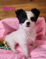 Darcy, a female Bichon Frise and Yorkshire Terrier for sale in Sheridan, MI – Photo 3 of 6