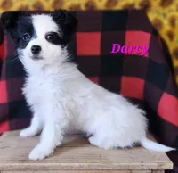 Darcy, a female Bichon Frise and Yorkshire Terrier for sale in Sheridan, MI – Photo 4 of 6