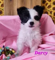 Darcy, a female Bichon Frise and Yorkshire Terrier for sale in Sheridan, MI – Photo 5 of 6