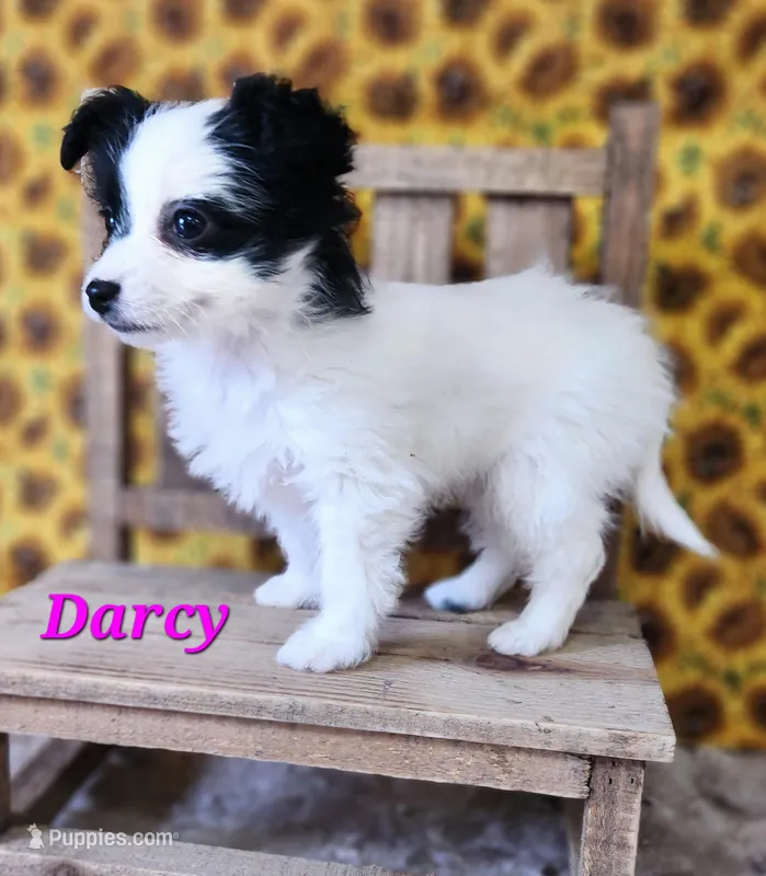 Darcy, a female Bichon Frise and Yorkshire Terrier for sale in Sheridan, MI – Photo 1 of 6