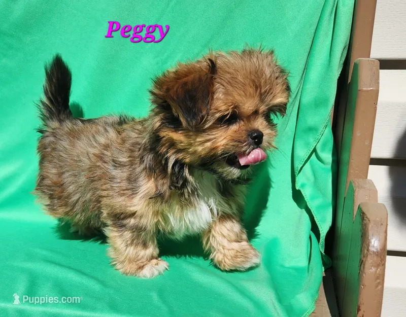 Peggy – Shorkie puppy for sale in Sheridan, MI