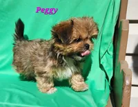 Peggy, a female Shorkie for sale in Sheridan, MI – 1 of 3