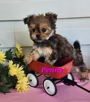 Penny, a female Shorkie for sale in Sheridan, MI – 3 of 6