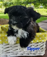 Tipper, a male Bichon Frise and Yorkshire Terrier for sale in Sheridan, MI – 2 of 5