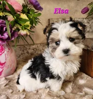 Elsa, a female Morkie for sale in Sheridan, MI – 8 of 8