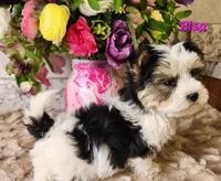 Elsa, a female Morkie for sale in Sheridan, MI – 7 of 8