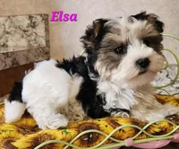 Elsa, a female Morkie for sale in Sheridan, MI – 2 of 8