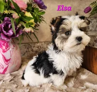 Elsa, a female Morkie for sale in Sheridan, MI – 4 of 8