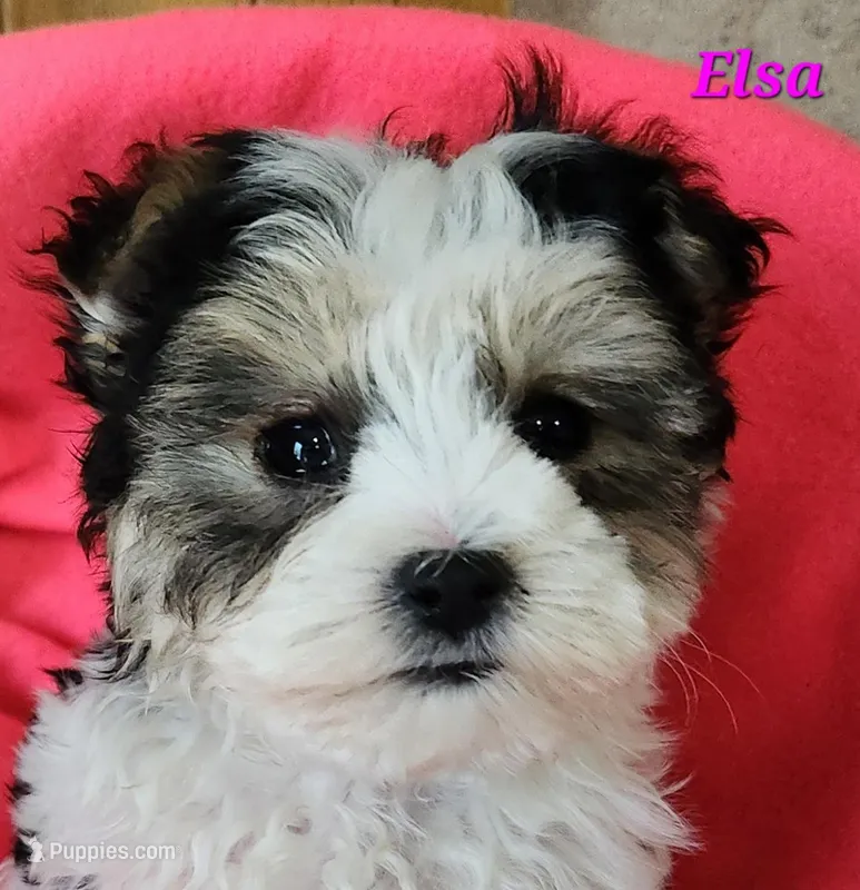 Elsa – Morkie puppy on hold in Sheridan, MI