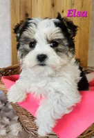 Elsa, a female Morkie for sale in Sheridan, MI – 5 of 8