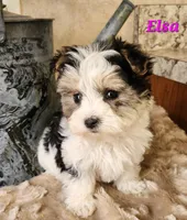 Elsa, a female Morkie for sale in Sheridan, MI – 3 of 8