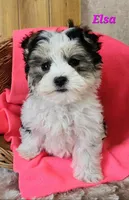 Elsa, a female Morkie for sale in Sheridan, MI – 6 of 8