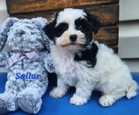 Sailor, a male Bichon Frise and Yorkshire Terrier for sale in Sheridan, MI – 4 of 5