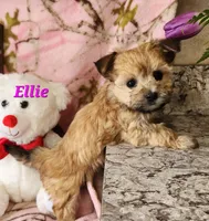 Ellie, a male Morkie for sale in Sheridan, MI – 6 of 8