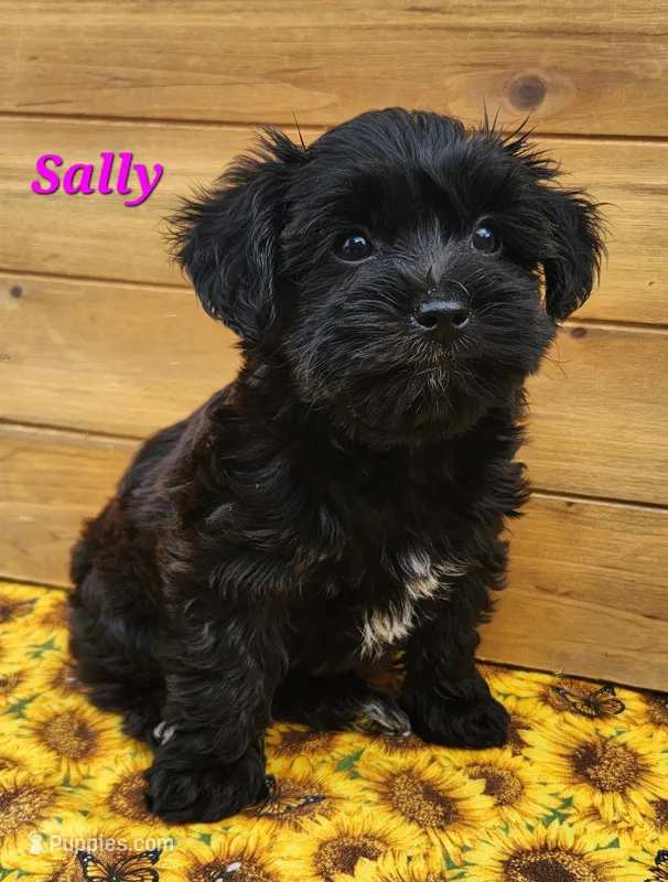 Sally – Bichon Frise, Yorkshire Terrier puppy for sale in Sheridan, MI