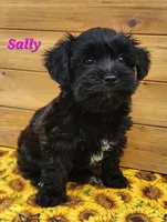 Sally, a female Bichon Frise and Yorkshire Terrier for sale in Sheridan, MI – 1 of 4