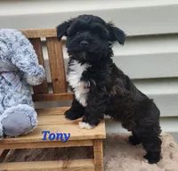 Tony, a male Bichon Frise and Yorkshire Terrier for sale in Sheridan, MI – 4 of 5