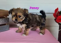 Penny, a female Shorkie for sale in Sheridan, MI – 4 of 6