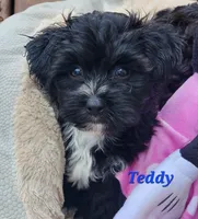 Teddy, a male Bichon Frise and Yorkshire Terrier for sale in Sheridan, MI – 3 of 6
