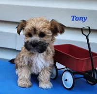 Tony, a male Bichon Frise and Yorkshire Terrier for sale in Sheridan, MI – 2 of 5