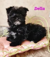 Della, a female Bichon Frise and Yorkshire Terrier for sale in Sheridan, MI – Photo 1 of 5