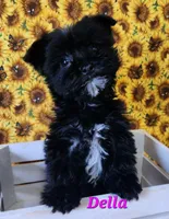 Della, a female Bichon Frise and Yorkshire Terrier for sale in Sheridan, MI – Photo 4 of 5